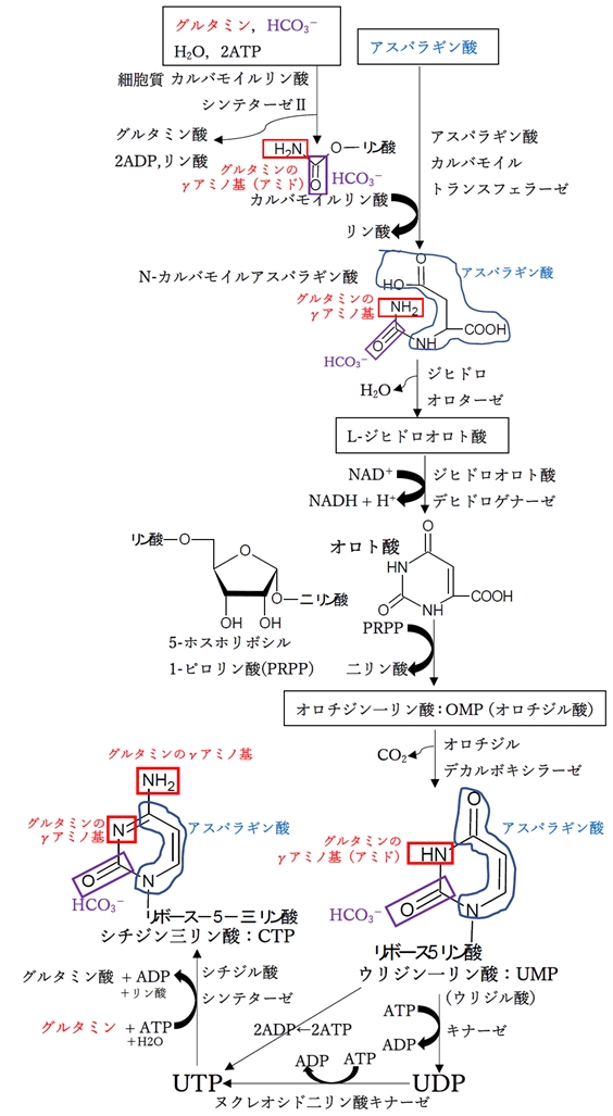 ピリミジン塩基,ヌクレオチドのデノボ合成経路,原料,アミノ酸